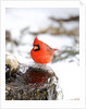 Northern Cardinal by Anonymous