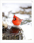 Northern Cardinal by Anonymous