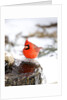 Northern Cardinal by Anonymous