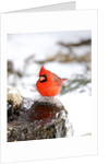 Northern Cardinal by Anonymous