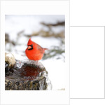 Northern Cardinal by Anonymous