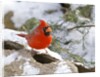Northern Cardinal by Anonymous