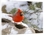 Northern Cardinal by Anonymous