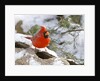 Northern Cardinal by Anonymous