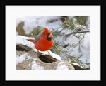 Northern Cardinal by Anonymous