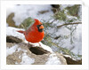 Northern Cardinal by Anonymous
