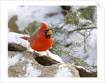 Northern Cardinal by Anonymous
