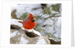Northern Cardinal by Anonymous