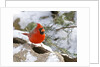 Northern Cardinal by Anonymous