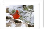 Northern Cardinal by Anonymous