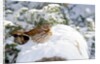 Fox Sparrow by Anonymous