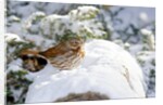 Fox Sparrow by Anonymous