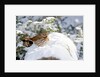 Fox Sparrow by Anonymous