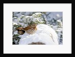 Fox Sparrow by Anonymous