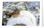 Fox Sparrow by Anonymous