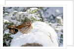 Fox Sparrow by Anonymous