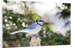 Blue Jay by Anonymous