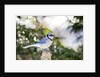 Blue Jay by Anonymous