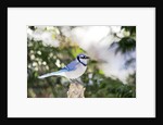 Blue Jay by Anonymous