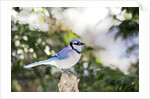 Blue Jay by Anonymous