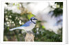 Blue Jay by Anonymous