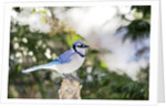 Blue Jay by Anonymous