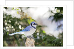 Blue Jay by Anonymous