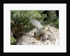 Ruby-crowned Kinglet by Anonymous