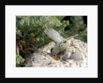 Ruby-crowned Kinglet by Anonymous