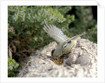 Ruby-crowned Kinglet by Anonymous