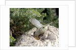 Ruby-crowned Kinglet by Anonymous