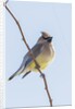 Cedar Waxwing by Anonymous