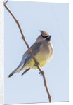 Cedar Waxwing by Anonymous