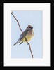 Cedar Waxwing by Anonymous