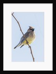 Cedar Waxwing by Anonymous