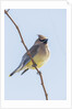 Cedar Waxwing by Anonymous