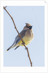 Cedar Waxwing by Anonymous