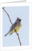 Cedar Waxwing by Anonymous