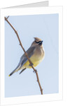 Cedar Waxwing by Anonymous