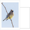 Cedar Waxwing by Anonymous