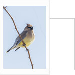 Cedar Waxwing by Anonymous