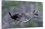 Double-crested Cormorant by Anonymous