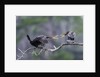 Double-crested Cormorant by Anonymous