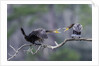 Double-crested Cormorant by Anonymous