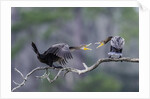 Double-crested Cormorant by Anonymous