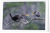 Double-crested Cormorant by Anonymous