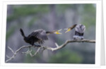 Double-crested Cormorant by Anonymous