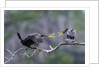Double-crested Cormorant by Anonymous