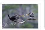 Double-crested Cormorant by Anonymous