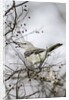 Northern Mockingbird by Anonymous